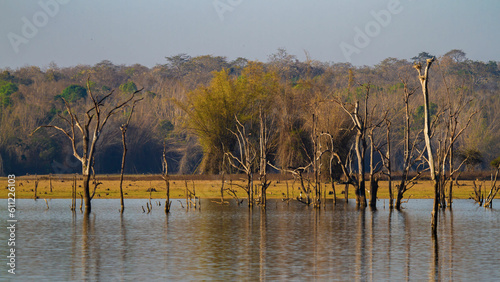 reeds in the water
