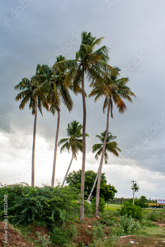 palm coconut trees on the beach