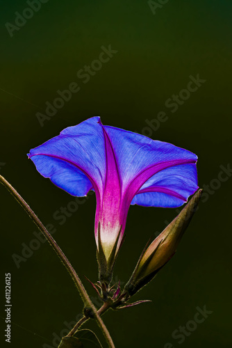 Blue Flower Against black backgroung