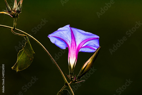 purple flower against black background