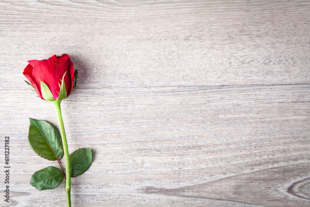 Red rose love Red rose love