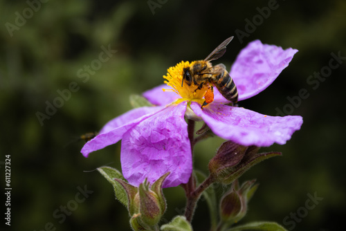  Close up of a bee that collects pollen from a flower © ILIAS