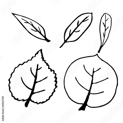 hand illustration of four leaves