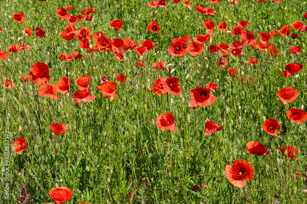 Fototapeta premium Blütenmeer - Eine Sommerwiese mit roten Mohnblumen