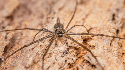 Two-Tailed Spider or Hersiliidae spider on tree trunk spider in tropical forest, Selective focus, Macro photo in Thailand.