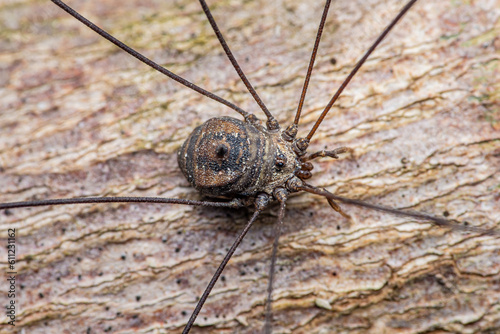 Close up shot of Harvestman or Leiobunum on tree bark, Daddy long legs wild life, Selective focus. photo