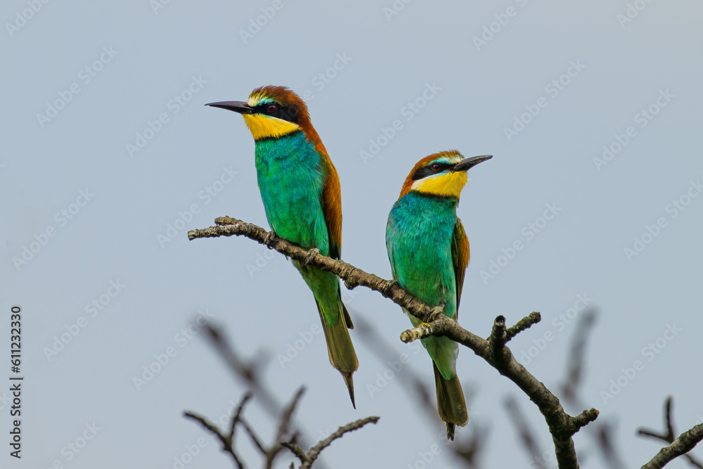 European bee-eater, Merops apiaster, sitting on the branch European bee-eater, Merops apiaster, sitting on the branch