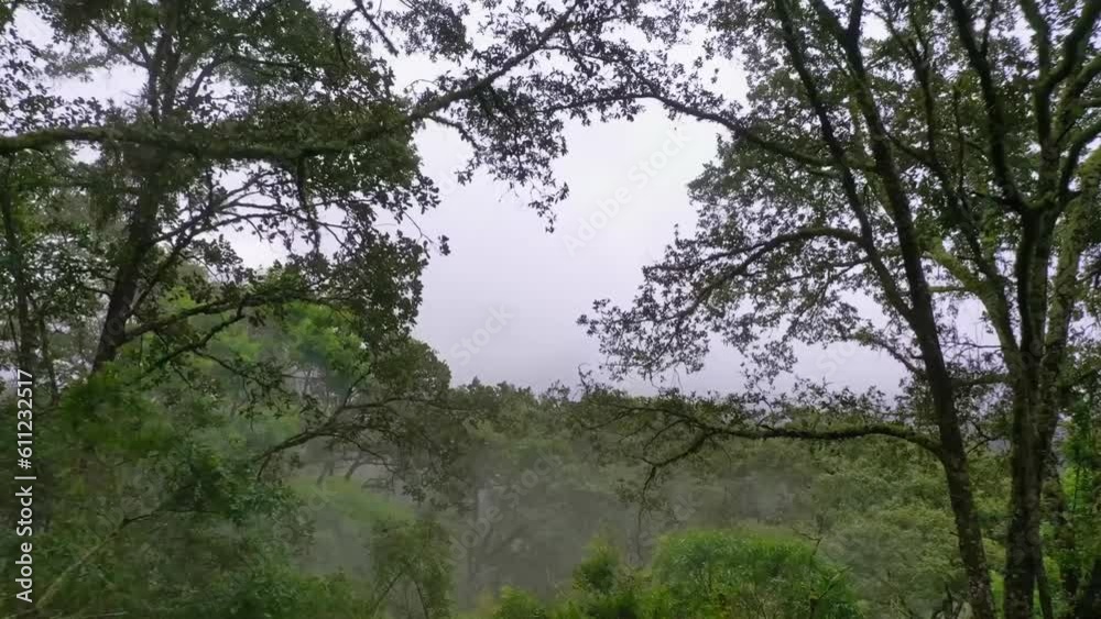 Vuelo de drone entre ramas de árboles en un bosque de neblina. Vuelo de drone entre ramas de árboles en un bosque de neblina.