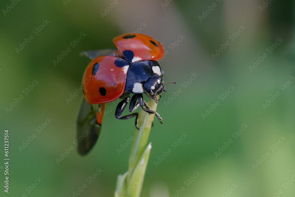 Fototapeta premium Seven-spot ladybird (Coccinella septempunctata) on a leaf