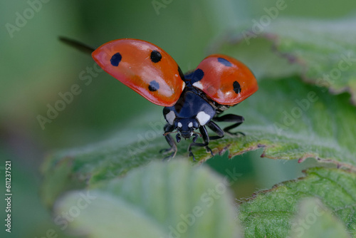Seven-spot ladybird (Coccinella septempunctata) on a leaf