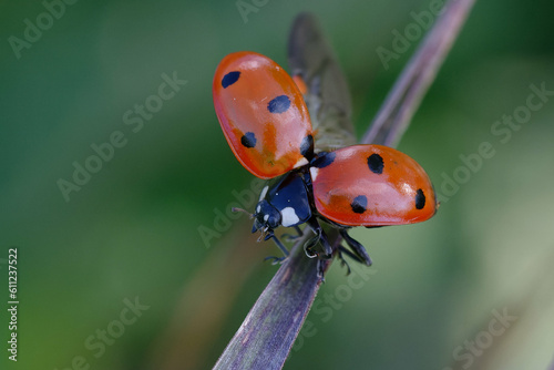 Seven-spot ladybird (Coccinella septempunctata) on a leaf