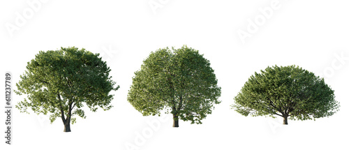 isolated cutout tree Aesculus-hippocastanum in 3 different model option, daylight, summer season, best use for landscape design, and post pro render