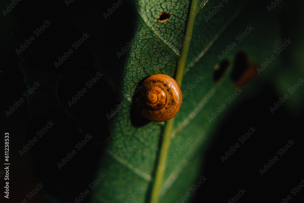 snail on a leaf