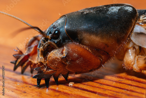 macro photo of a mole cricket photo