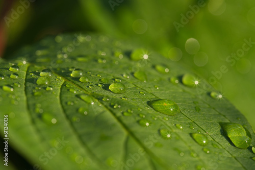 Nahaufnahme von Regentropfen auf einem grünen Blatt
