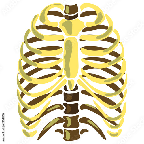 The human skeleton of the chest is located straight. Vector illustration of three shades of brown. Cartoon natural bones for Halloween greeting card. A mystical item for witchcraft