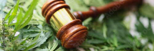 Photography Gavel of judge lying on green leaves of marijuana closeup