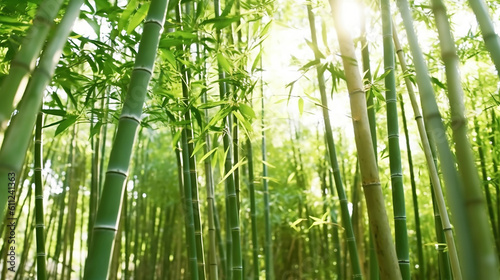 Bamboo forest in the morning. Generative Ai