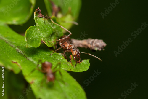 Close-up of Red wood ant in its natural environment, Danubian wetland, Slovakia