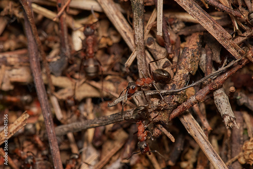 Close-up of Red wood ant in its natural environment, Danubian wetland, Slovakia