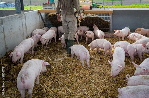 Schweine in einer großen Bucht, die mit Stroh eingestreut ist. photo