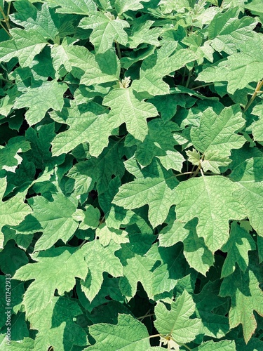 green leaves background