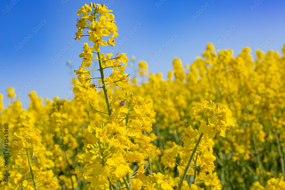 yellow rapeseed field