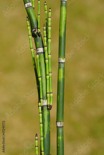 Close up Equisetum Hyemale, Equisetum japonica, Dutch Rush, Rough Horsetail, Rush Horsetail. Young and old stems. Faded garden. June, Netherlands. photo