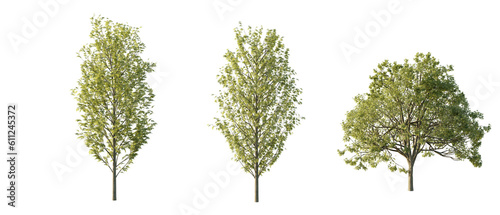 isolated cutout  tree Fraxinus Excelsior in 3 different model option  daylight  summer season  best use for landscape design  and post pro render
