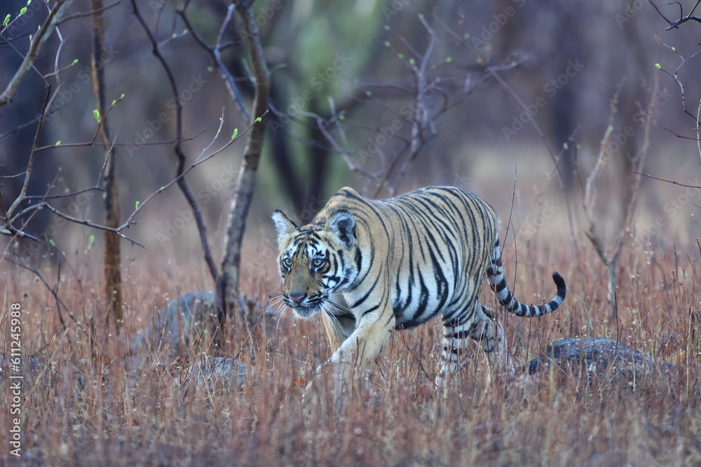 Fototapeta premium Tiger in jungle