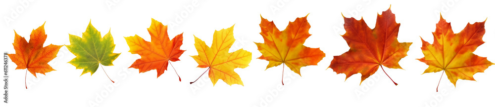 Collection of autumn leaves isolated on transparent or white background, png Collection of autumn leaves isolated on transparent or white background, png
