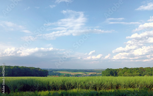 Weg durch idyllische Natur im Hunsr  ck im Fr  hsommer  Feld mit B  umen vor blauem Himmel mit wei  en W  lkchen bei Dill  n  he Kirchberg auf dem Premium-Wanderweg Traumschleife Diller Burgpfad.