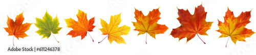 Collection of autumn leaves isolated on transparent or white background, png