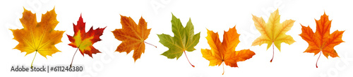 Collection of autumn leaves isolated on transparent or white background, png