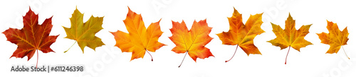 Collection of autumn leaves isolated on transparent or white background, png photo
