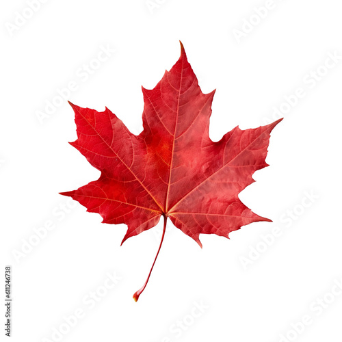 Red maple leaf isolated on transparent or white background, png photo