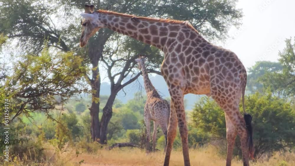 South African Giraffe walking on the savanna looking for food. South African Giraffe walking on the savanna looking for food.