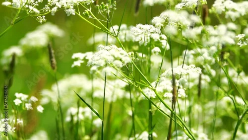 wildflowers moving in wind