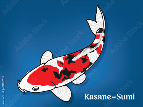 Vector image of Fancy carp or 