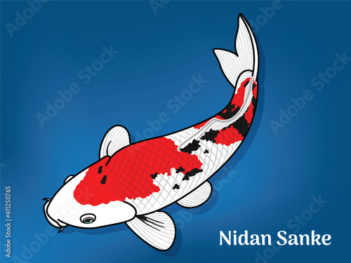 Vector image of Fancy carp or 