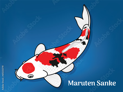 Vector image of Fancy carp or 
