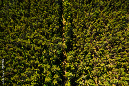 Bäume Draufsicht mit Drohne Natur von oben 
