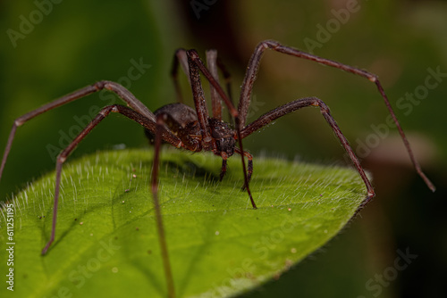 Adult Recluse Spider of the Genus Loxosceles