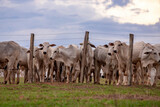 Group of cows in a pasture area