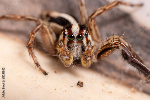 Male Pantropical Jumping Spider
