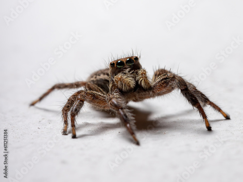 Pantropical Jumping Spider of the species Plexippus paykulli
