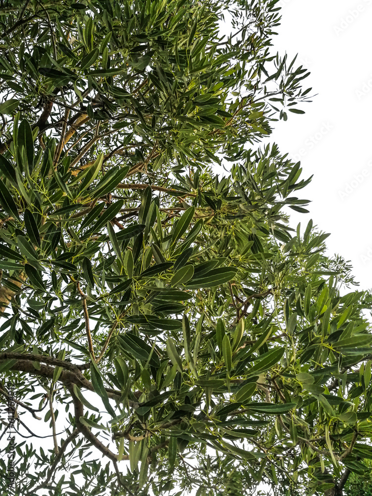 branches of a tree cut out background