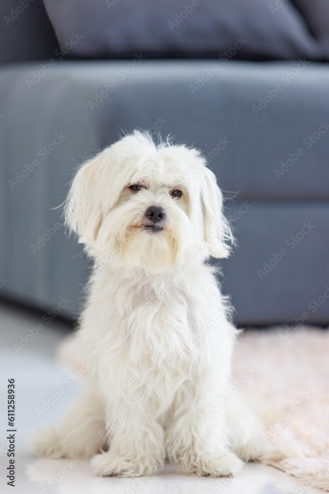 Portrait closeup shot of playful cute happy best human friend companion domestic house dog white long hair small mutt mixed Shih tzu Maltese sitting on carpet floor smiling in living room at home Portrait closeup shot of playful cute happy best human friend companion domestic house dog white long hair small mutt mixed Shih tzu Maltese sitting on carpet floor smiling in living room at home
