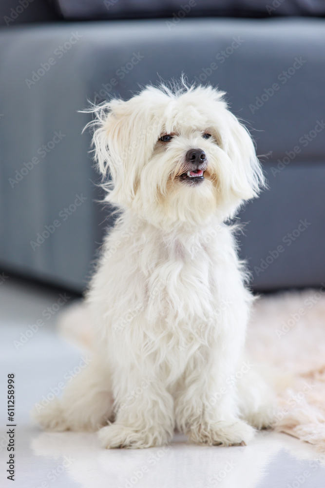Portrait closeup shot of playful cute happy best human friend companion domestic house dog white long hair small mutt mixed Shih tzu Maltese sitting on carpet floor smiling in living room at home