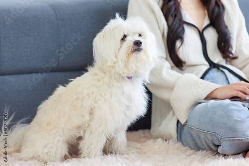 Asian young female owner with stereo headset sitting smiling on carpet floor browsing surfing internet online via laptop computer with best friends companion white dogs mutt shih tzu in living room.